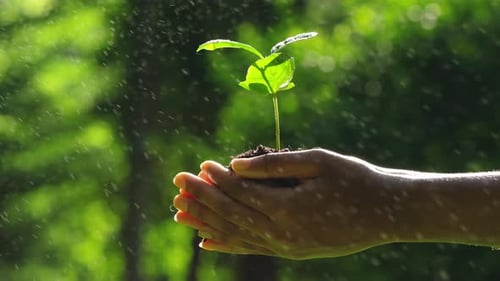 Close Up of Green Little Plant in Gentle Female Hands