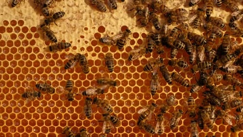 Honigbienen