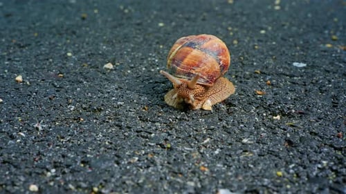 Snail (4K)
