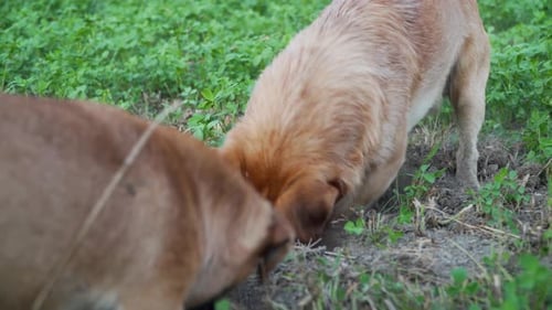 Dogs Digging Enthusiastically in a Green Field