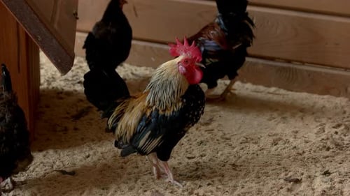 Colorful Rooster Standing in a Rustic Chicken Coop