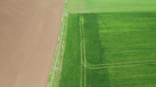 Luftaufnahme des hellgrünen Feldes im Frühling