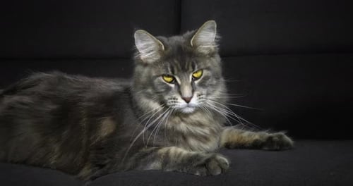 Blue Blotched Tabby Maine Coon Domestic Cat, Female laying against Black Background