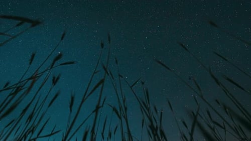 Night Starry Sky Glowing Milky Way Stars And Meteoric Track Trails Above Young Wheat Sprouts In