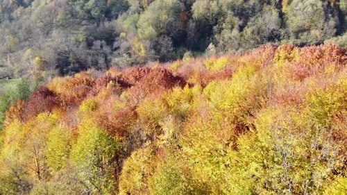 Aerial view of a orange colored forest on autumn season. Beautiful forest trees captured from the ab