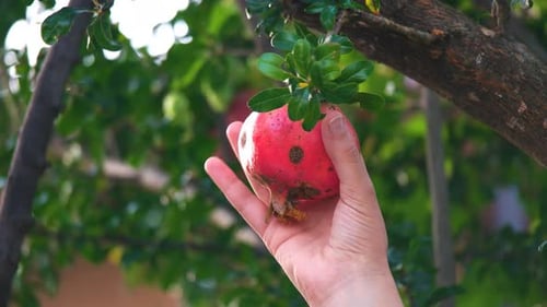 Pomegranate