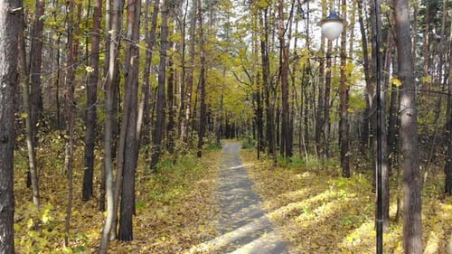 Wunderschöner Wanderweg im Herbstwald oder Stadtpark