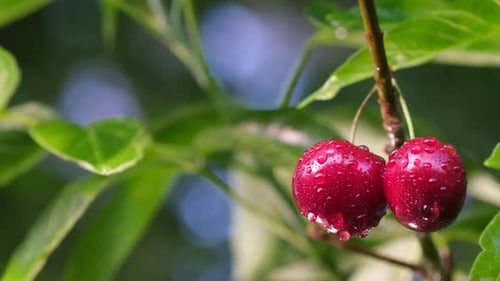 Wet Cherries Hanging from Green Leafy Branch