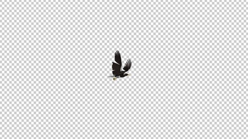 Sea Eagle — 4K fliegende Rundschleife — I