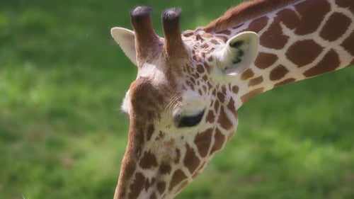 Giraffe auf natürlichem grünem Hintergrund