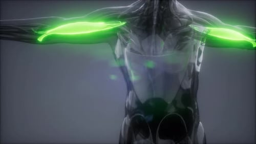 Animated 3D Human Body with Highlighted Biceps and Triceps Muscles
