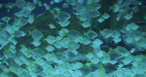 Eine Herde tropischer Fische schwimmt in einem Aquarium