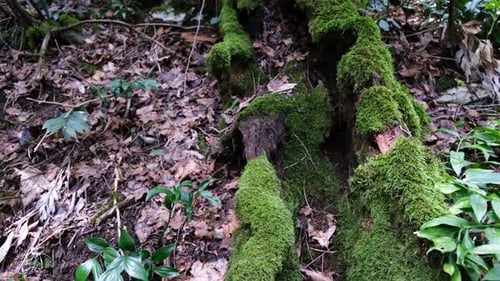 Mossy Log in a Verdant Forest Wilderness