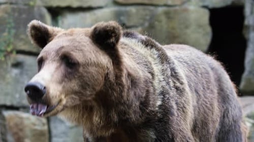Big Brown Bear Against a Stone Wall in The Zoo