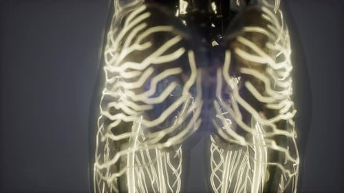 Human Body with Glow Blood Vessels
