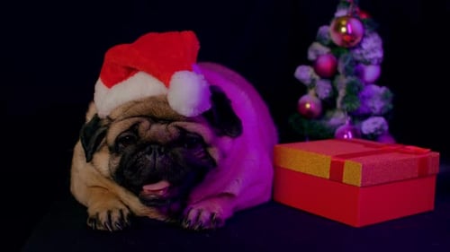 Festive Pug Wearing Santa Hat Near Christmas Tree