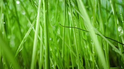 Grünes Gras