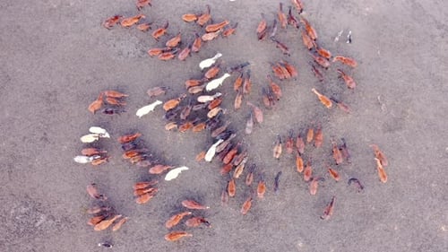 Aerial View of Horses Moving in Rural Setting