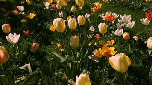 Tulpenfeld im Frühling hautnah