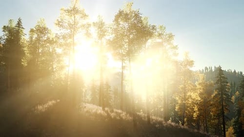 Sun Shining Through Pine Trees in Mountain Forest
