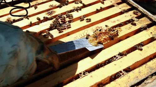 Beekeeper Harvesting Honeycomb from Hive, Close Up
