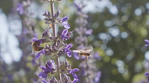 Super Ralenti d'une abeille mellifère buvant le nectar d'une fleur violette