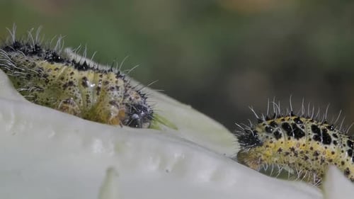 Caterpillars Crawling and Eating a Leaf