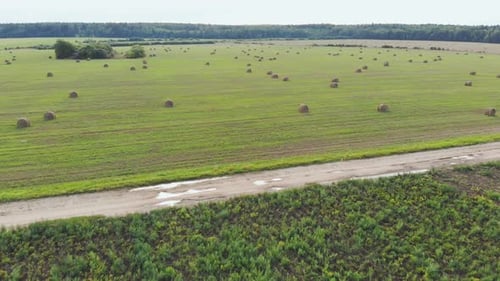 Aerial View of a Mowed Field of Wheat with Abandoned Sheaves of Straw