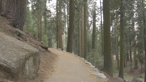 A trail in a forest