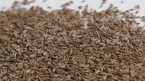 Viel Meridian-Fenchelsamen Nahaufnahme 4K-Video