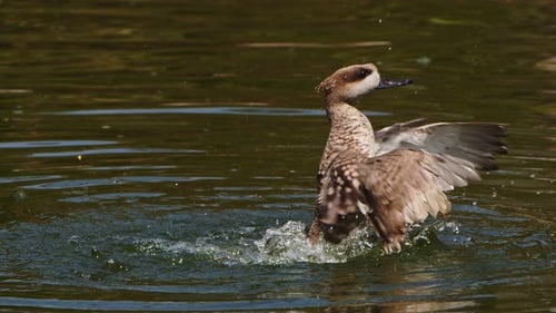 Ente in einem grünen See 6
