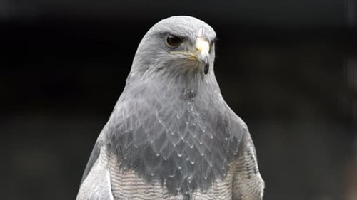 Adler, Nahaufnahme, Blick in die Kamera