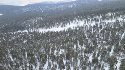 Winterwald aus der Luft