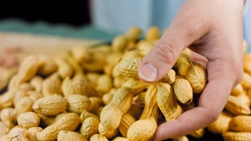 Hand selects Peanuts in Shells
