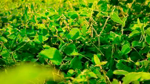 Soybeans Grow in the Field