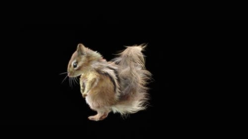 78 Chipmunk: Tanzen HD