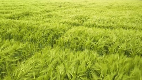 Close up footage of fresh green wheat ripening on farm field in summer.