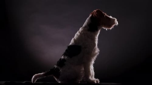 Spotted Fox Terrier Sits on a Gray Black Gradient Background in the Studio and Looks in Front of Him