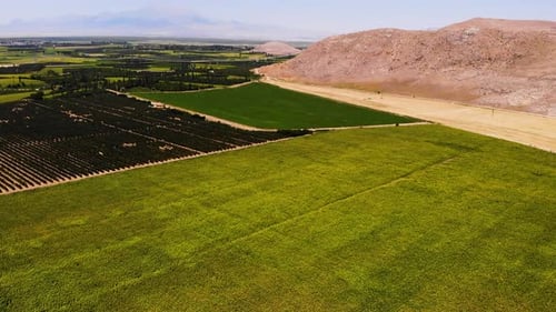 Growing Sunflowers in a Farmer's Field