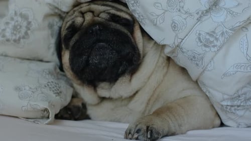 Cute Pug Dog Resting in Bed with Tongue