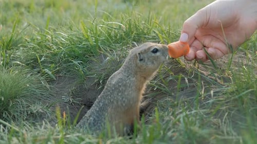 O Gopher rasteja para fora do buraco e pega a cenoura das mãos da mulher