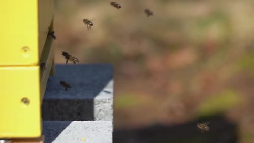 Wooden Beehive Apiary with flying bees during sunlight in nature.Bee Farm for nectar. Close up.