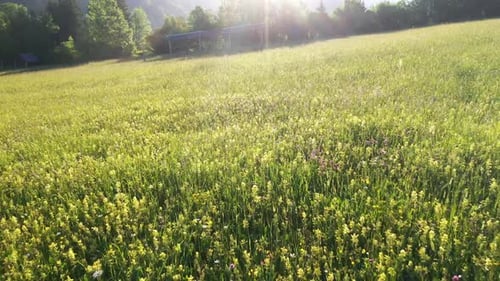 Summer flowers on the meadow