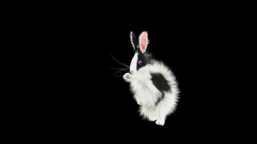 Hase: Tanzen HD