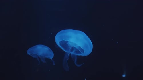 Group of Blue Colored Glowing Jellyfish Swimming Upward in Dark Underwater in the Aquarium with