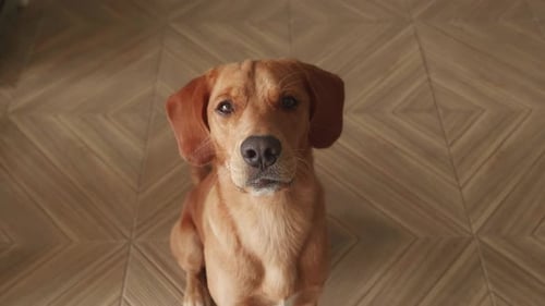 Adorable Brown Dog Sitting Patiently Indoors Close Up