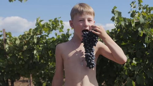 Boy Eating Grapes in Vineyard on Sunny Day
