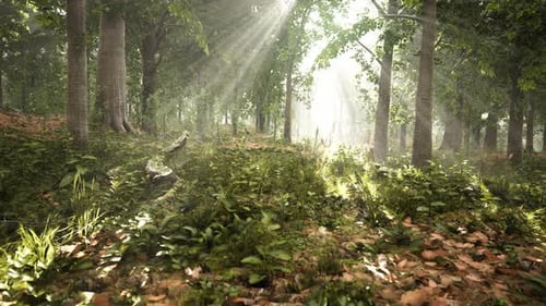 La lumière qui brille dans la nature