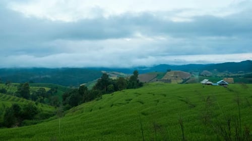 Rice Field In Mountain