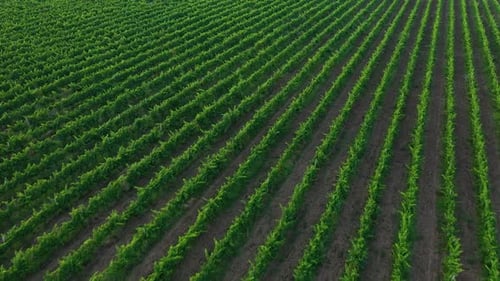 Luftaufnahme einer Reihe von Weinbergen